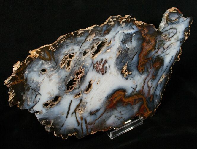 Beautiful Hubbard Basin Petrified Wood - x #4378